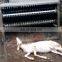 Goat Sheep Slaughtering Equipment used buck (goat caprine toggenburg)