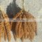 Latest crop for bird feed red millet spray with Bird Feeding