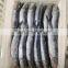 Good quality frozen anchovy fish block for processing