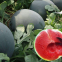 750pcs f1 hybrid red and yellow seedless watermelon seeds for planting