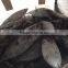 SkipJack Tuna ,stripe Tuna