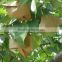 China best fresh Yali pears manufacturer