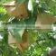 Crown Pears/Huangguan Pear/ Asian Golden pear fruit from China