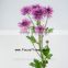 Chinese Style Original Chrysanthemum With 10 Stems/Bundle Chrysanthemum Fresh Cut Flower With 0.5kg/Bundle Chrysanthemum Purple