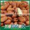 Wholesale New Crop Deep Discount High Quality Open Pine Nuts in Shell