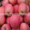 Fuji Apple of Apple Varieties