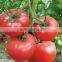 Fresh Vegetables Fresh Tomato
