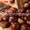 New Crop Fresh Chestnuts---TAIAN Chestnuts origin from Shandong