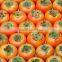 Persimmon Extract Powder from GMP Certified Manufacturer
