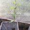Grafted passion fruit tree seedlings