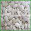 2015 New Crop Best Quality Snow White Pumpkin Seeds 11cm For Sale