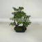 small bonsai tree wholesale