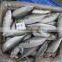 Frozen Indian Mackerel