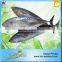Hot Selling 18 Months Shelf Life Frozen Bonito Tuna Whole Fish
