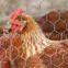 Chicken Wire