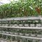 PO Film Covering Tunnel Greenhouse for Vegetable Production