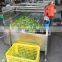 commercial vortex type automatic tomato pepper vegetable washing machine seaweed crawfish cleaning machine
