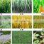 Rice harvest machine mini rice | corn | sugarcane cutting harvest grass cutter can used in garden | paddy field | hill
