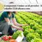 Plant Source Vegetable Fertilizer Amino Acid 52% Soluble Powder Free Aminoacids 45%