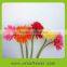 Supply high quality Gerbera cut flower with reasonable price and fast delivery on hot selling