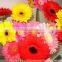 florist supplies crusanthemum fresh cut flowers hot selling in China