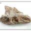 decorative resin mini cute dinosaur head skeleton fossil
