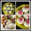 LHSM-11 New Steamed Stuffed Bun Making Machine