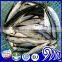 whole round pacific mackerel with landing frozen