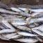 Frozen Sardine Fish Whole