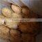 Fresh Lotus root for export
