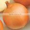 china fresh peeled onion