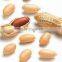 Groundnut seeds