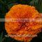 Hybrid F1 pigment marigold seeds deep orange F1