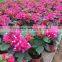 shaped and colors plants Bougainvillea spectabilis, paperflowers, young plants