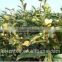 Camellia Sinensis Seed Oil