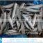 best price frozen sardine fish