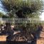 Olive tree "Lechin"- Olea Europaea "Lechin Ejemplar"