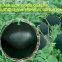 Maria Chinese black skin and diploid watermelon seeds