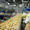 Automatic stainless steel potato chips making machine production line