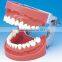 2015 New Arrival!!!Jaw Model With FE Articulator , With Replacment Teeth