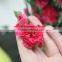 Reasonable price top sell factory flower carnation