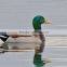 Hot Selling Mallard Hunting Duck Decoys Mandarin Duck Decoy