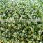 wheat/grass/bean growing machine, barley sprout machine Hydroponics Animal Fodder