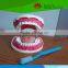 High quality Medical teaching Teeth care model