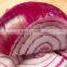 Export Quality of Big Onion