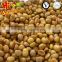 IQF Peeled Chestnut Sativa Chestnuts / Castanea sativa