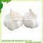 fresh normal white garlic offer