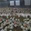 Poultry farming equipment for chicken broiler