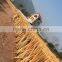 Low Offer of Eucalyptus stake - Kego Ltd, Vietnam