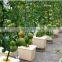 Hydroponics Dutch Bucket Greenhouse for Vegetables Planting